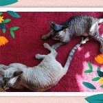 Peking cat Kraka & Noor