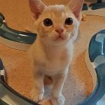 Simba