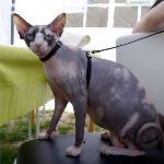 Sphynxen Lilly