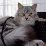Sibiriska kattfröken Minou