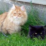 Två sibiriska katter som passar på att äta gräs.